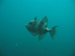 Trigger Fish, Lizard Point, Cornwall, England.
Canon A85... by Pekka Mehtala 